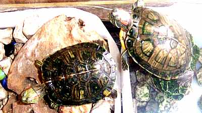 Turtles